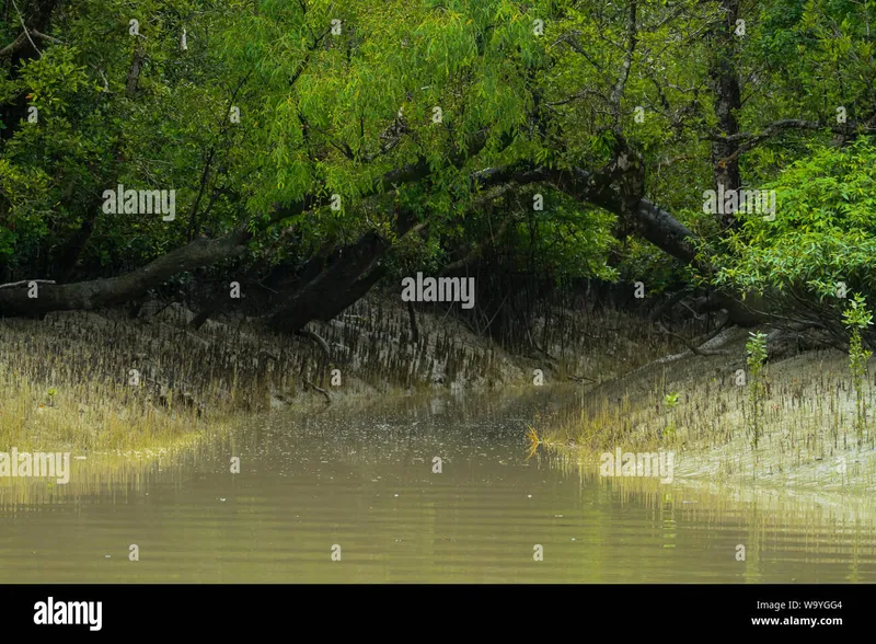 Image Sundarbans - Mangrove Forest image beautiful image beautiful image beautiful image beautiful image beautiful - bangladesh; bangladeshi; beautiful Bangladesh; natural Bangladesh ...