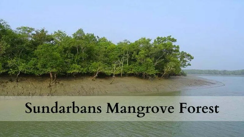 Image Sundarbans - Mangrove Forest image beautiful image beautiful image beautiful image beautiful image beautiful - 2023] Sundarban Mangrove Forest - Beauty, Mystery, Dangers ...