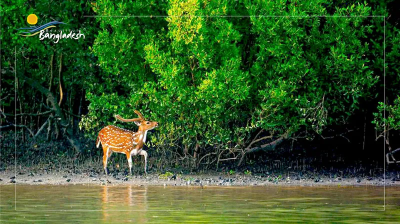 Image Sundarbans - Mangrove Forest image beautiful image beautiful image beautiful image beautiful image beautiful - Beautiful Bangladesh on X: 