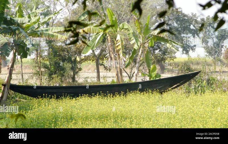 Image Sundarbans - Mangrove Forest image beautiful image beautiful image beautiful image beautiful image beautiful - The Old Wooden Canal Boat near saltwater water canal of Ganges ...