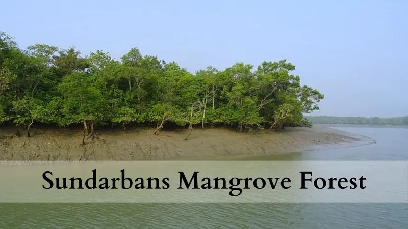 Image Sundarbans - Mangrove Forest image beautiful image beautiful image beautiful image beautiful image beautiful image beautiful - Blog - Sundarbans JFMC