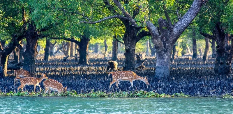 Image Sundarbans - Mangrove Forest image beautiful image beautiful image beautiful image beautiful image beautiful image beautiful - Mangrove Forests Of Asia That Leave All Visitors Spellbound