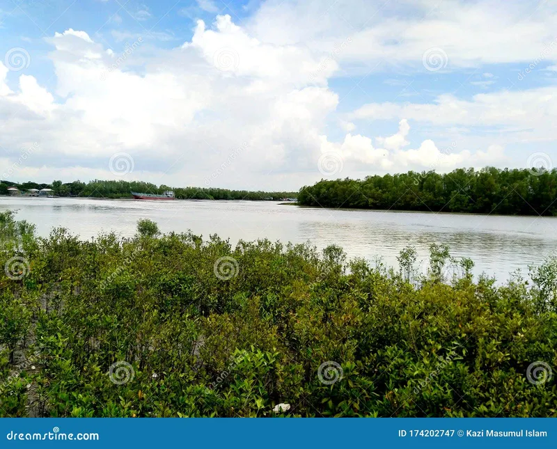 Image Sundarbans - Mangrove Forest image beautiful image beautiful image beautiful image beautiful image beautiful image beautiful image beautiful - Sundarban -the Queen of Beauty, Khulna, Bangladesh Stock Image ...