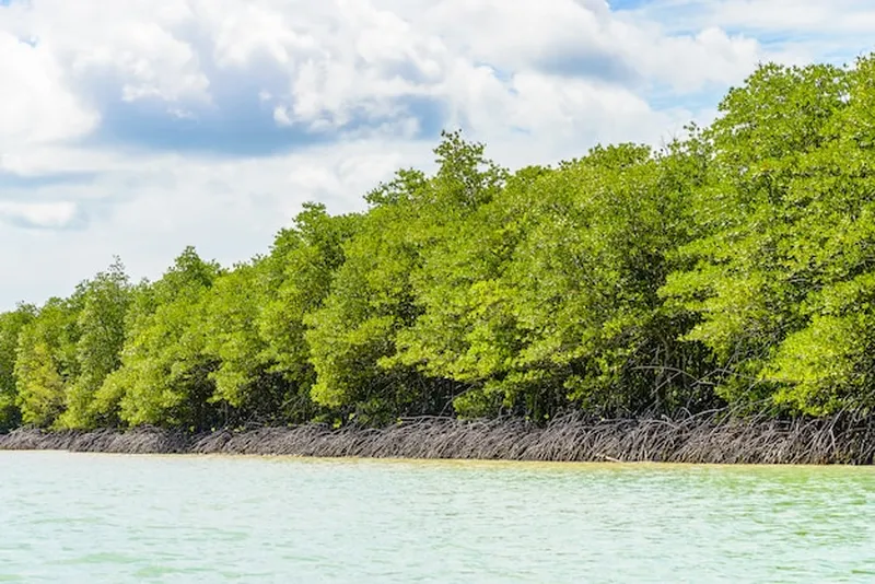 Image Sundarbans - Mangrove Forest image beautiful image beautiful image beautiful image beautiful image beautiful image beautiful image beautiful - Free Photo | Beautiful tropical mangrove forest in thailand