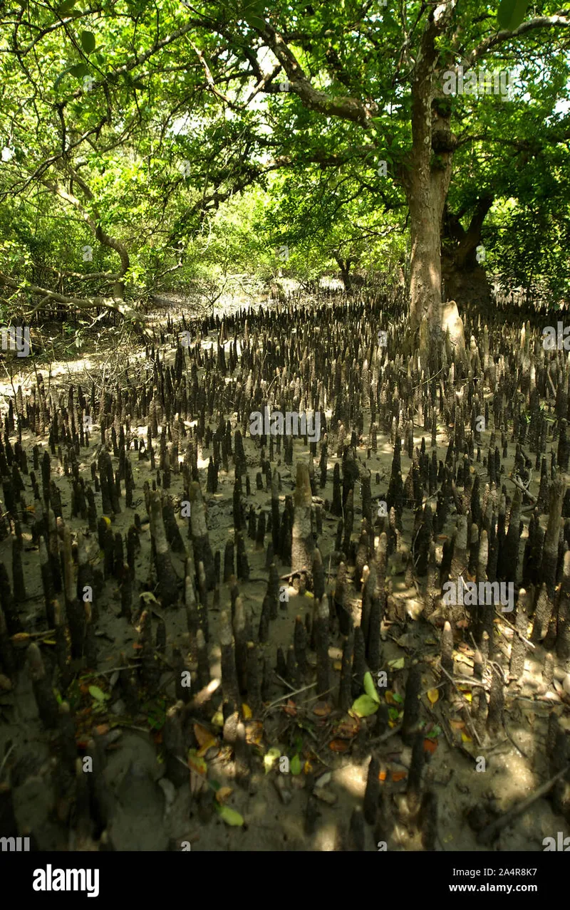 Image Sundarbans - Mangrove Forest image beautiful image beautiful image beautiful image beautiful image beautiful image beautiful image beautiful - Mangrove forest with sundari trees hi-res stock photography and ...