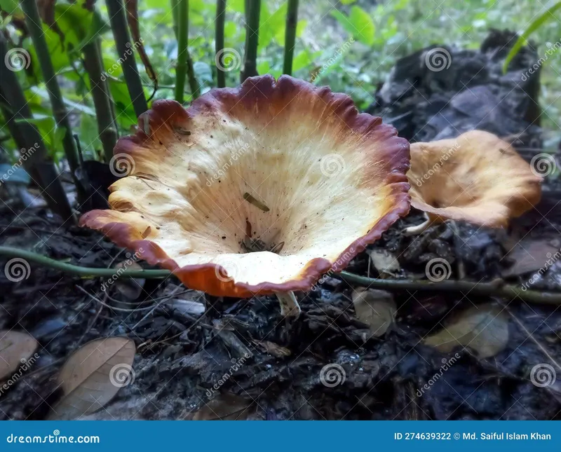 Image Sundarbans - Mangrove Forest image beautiful image beautiful image beautiful image beautiful image beautiful image beautiful image beautiful - Wild Deadly Poisonous Mushroom in Tropical Mangrove Forest ...