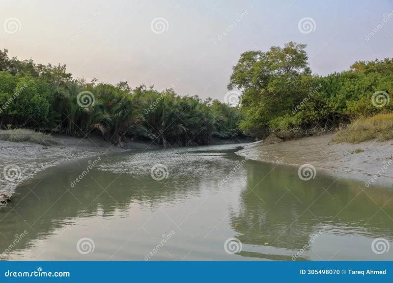 Image Sundarbans - Mangrove Forest image beautiful image beautiful image beautiful image beautiful image beautiful image beautiful image beautiful image beautiful - Beautiful Canal Going through the Sundarbans Forest in Bangladesh ...