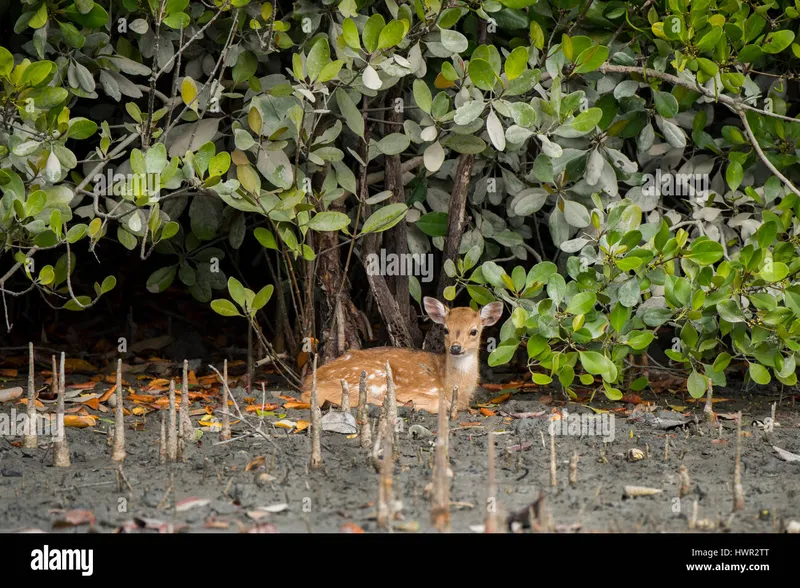 Image Sundarbans - Mangrove Forest image beautiful image beautiful image beautiful image beautiful image beautiful image beautiful image beautiful image beautiful - Bangladesh, The Sundarbans (