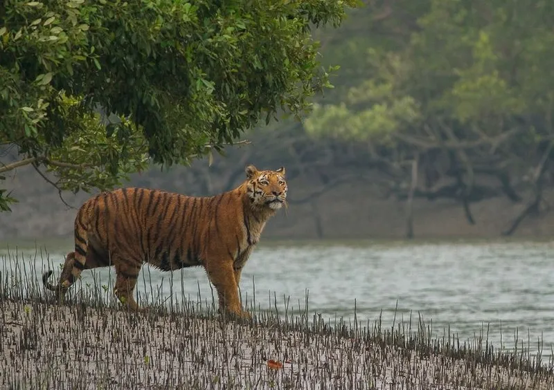 Image Sundarbans - Mangrove Forest image beautiful image beautiful image beautiful image beautiful image beautiful image beautiful image beautiful image beautiful - Mangrove Forests Of Asia That Leave All Visitors Spellbound