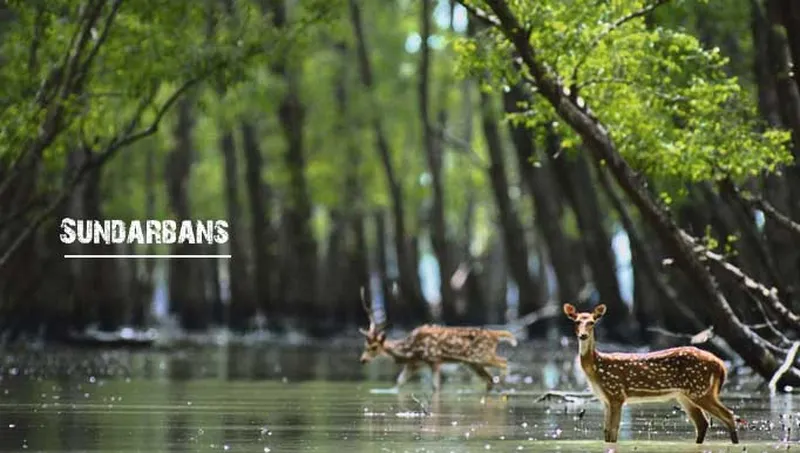 Image Sundarbans - Mangrove Forest image beautiful image beautiful image beautiful image beautiful image beautiful image beautiful image beautiful image beautiful - The Exclusive Story of Sundarban Jungle Safari