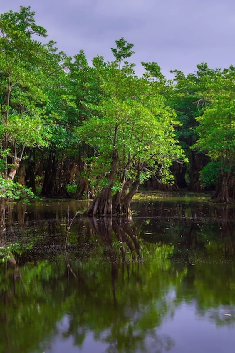 Image Sundarbans - Mangrove Forest image beautiful image beautiful image beautiful image beautiful image beautiful image beautiful image beautiful image beautiful - Premium Photo | Beautiful morning view indonesia Panorama ...