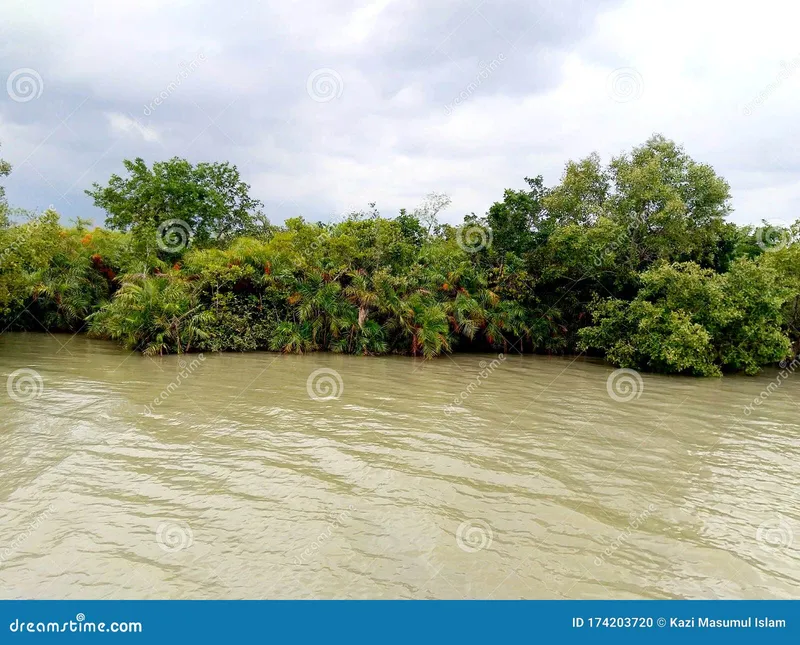 Image Sundarbans - Mangrove Forest image beautiful image beautiful image beautiful image beautiful image beautiful image beautiful image beautiful image beautiful image beautiful - Sundarban the Queen of Beauty, Khulna, Bangladesh Stock Photo ...