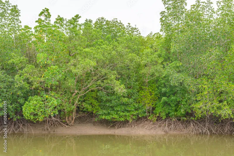 Image Sundarbans - Mangrove Forest image beautiful image beautiful image beautiful image beautiful image beautiful image beautiful image beautiful image beautiful image beautiful - Mangrove forest, Beautiful blue sky and tropical mangrove forest ...