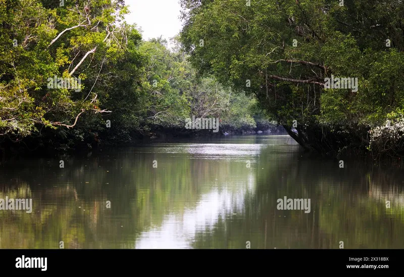 Image Sundarbans - Mangrove Forest image beautiful image beautiful image beautiful image beautiful image beautiful image beautiful image beautiful image beautiful image beautiful - Bangladesh scenery hi-res stock photography and images - Alamy