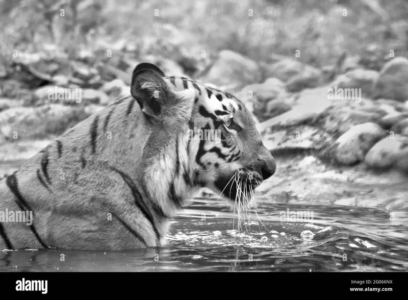 Image Sundarbans - Mangrove Forest image beautiful image beautiful image beautiful image beautiful image beautiful image beautiful image beautiful image beautiful image beautiful - Royal bengal tiger in zoo Black and White Stock Photos & Images ...