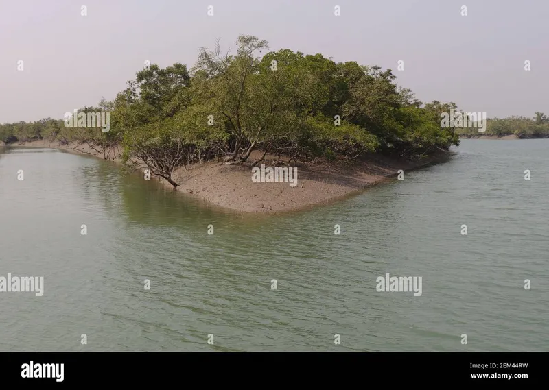 Image Sundarbans - Mangrove Forest image beautiful image beautiful image beautiful image beautiful image beautiful image beautiful image beautiful image beautiful image beautiful - Beautiful angle view of forest at Sundarban Stock Photo - Alamy