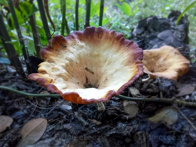 Image Sundarbans - Mangrove Forest image beautiful image beautiful image beautiful image beautiful image beautiful image beautiful image beautiful image beautiful image beautiful - Wild deadly poisonous mushroom in tropical mangrove forest ...