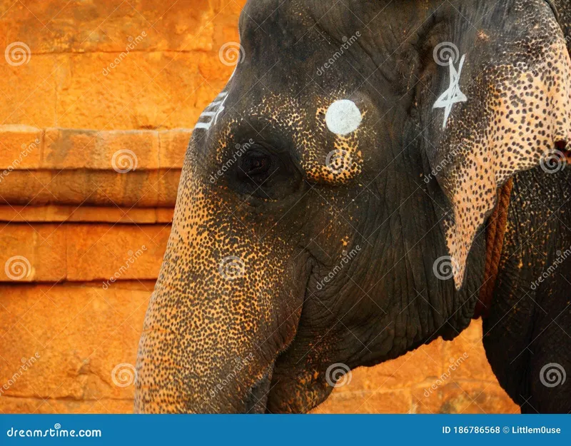 Image Thanjavur - Brihadeeswarar Temple image beautiful image beautiful image beautiful image beautiful image beautiful image beautiful image beautiful image beautiful - Portrait of Beautiful Indian Elephant Decorated with White Painted ...